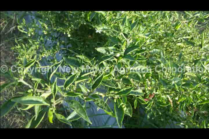 virucidal effect of tulsi on mosiac virus in plants in india